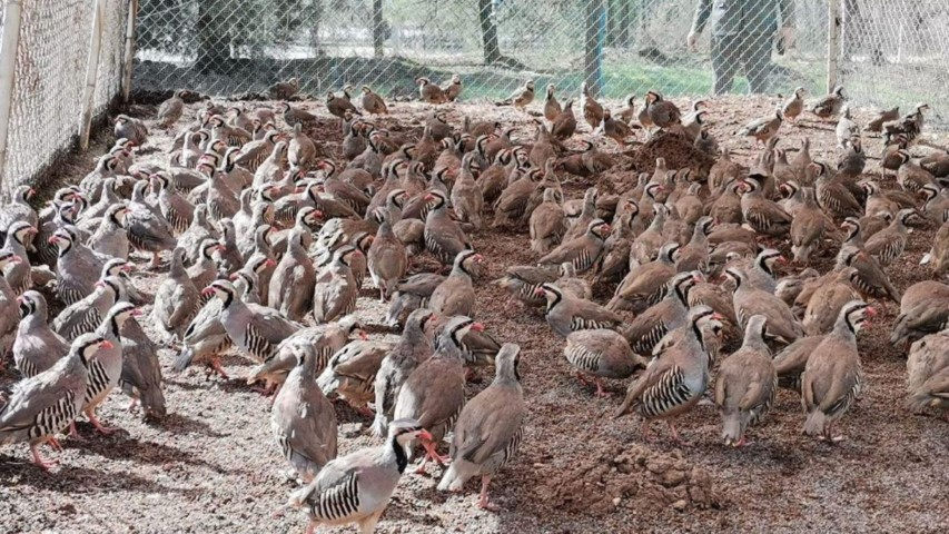 Maraş’ta 10 Bin Kınalı Keklik Üretildi